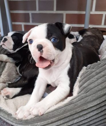 Boston Terrier Welpen mit Ahnentafel reinrassig