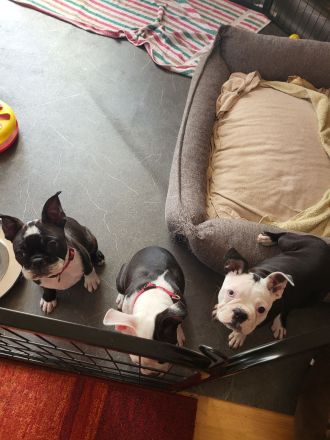 Boston Terrier Welpen mit Ahnentafel reinrassig