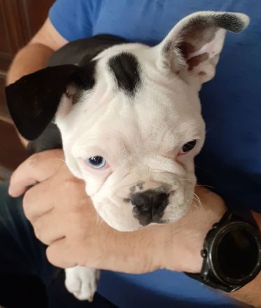 Boston Terrier Welpen mit Ahnentafel reinrassig