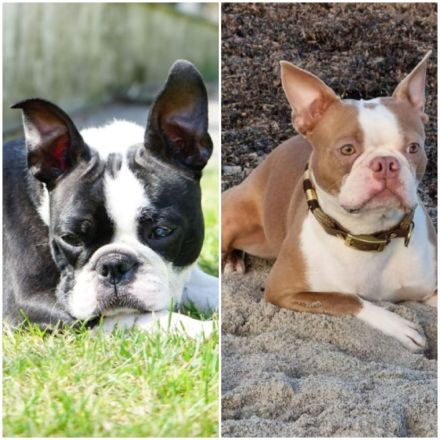 Boston Terrier Welpen mit Ahnentafel reinrassig