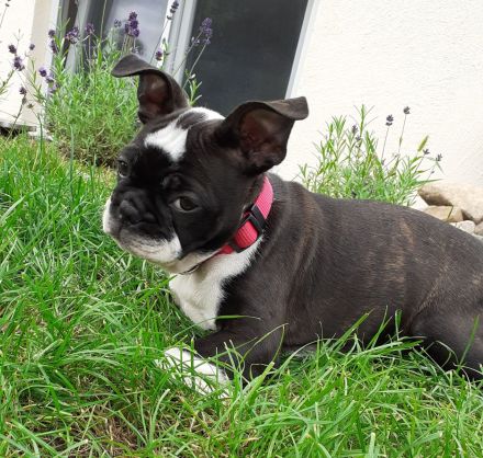 Boston Terrier Welpen mit Ahnentafel reinrassig
