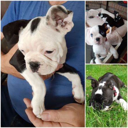 Boston Terrier Welpen mit Ahnentafel reinrassig