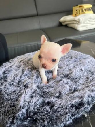 Mini Chihuahua Rüde ! Total süß, kurzhaarig und weiß