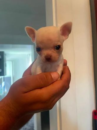 Mini Chihuahua Rüde ! Total süß, kurzhaarig und weiß