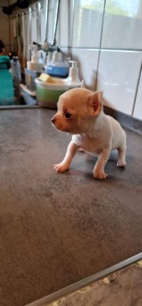 Mini Chihuahua Rüde ! Total süß, kurzhaarig und weiß