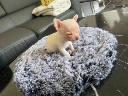 Mini Chihuahua Rüde ! Total süß, kurzhaarig und weiß