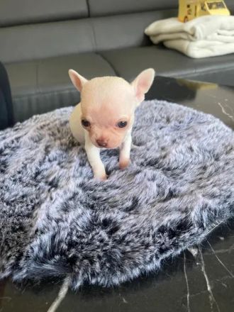 Mini Chihuahua Rüde ! Total süß, kurzhaarig und weiß