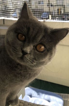 BKH Katze und BKH/BLH kitte abzugeben