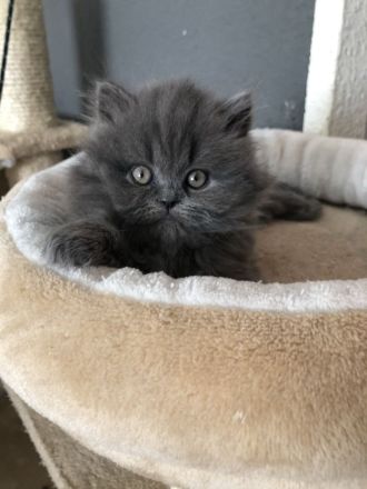 BKH Katze und BKH/BLH kitte abzugeben