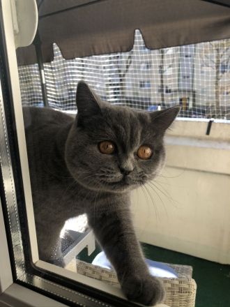 BKH Katze und BKH/BLH kitte abzugeben