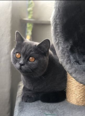 BKH Katze und BKH/BLH kitte abzugeben