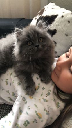 BKH Katze und BKH/BLH kitte abzugeben