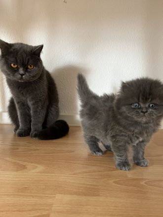 BKH Katze und BKH/BLH kitte abzugeben