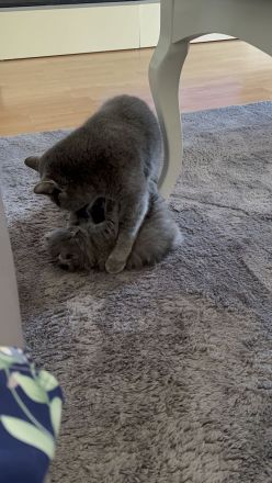 BKH Katze und BKH/BLH kitte abzugeben