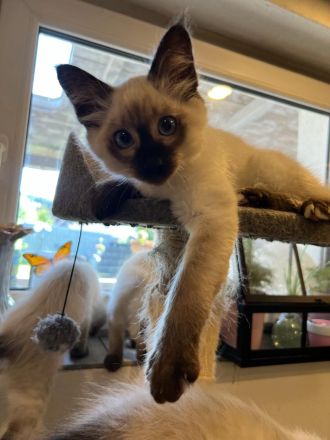 Siamkitten