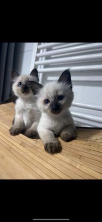 Siamkitten