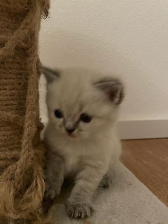 BKH kitten