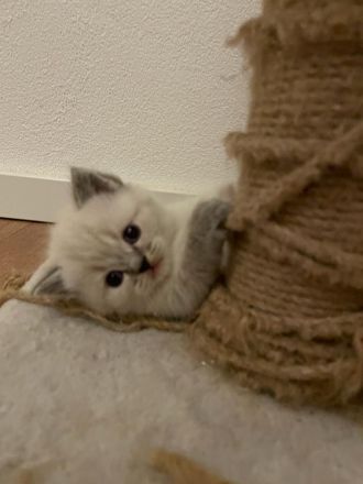 BKH kitten