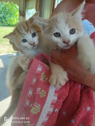 MAINE COON MIX 2 KATERCHEN