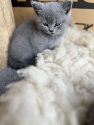 Wunderschöne, reinrassige BKH Kitten Kätzchen in Blue