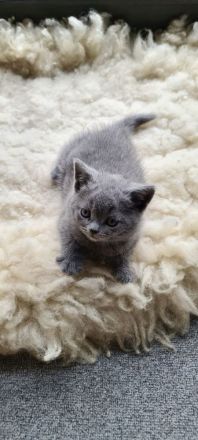 Wunderschöne, reinrassige BKH Kitten Kätzchen in Blue