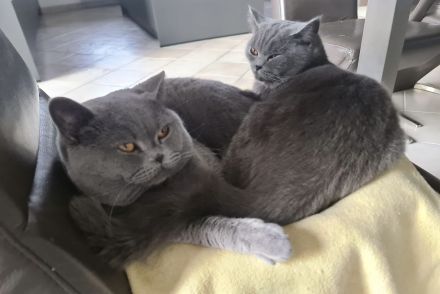 Wunderschöne, reinrassige BKH Kitten Kätzchen in Blue