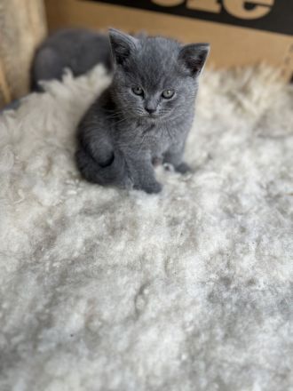 Wunderschöne, reinrassige BKH Kitten Kätzchen in Blue