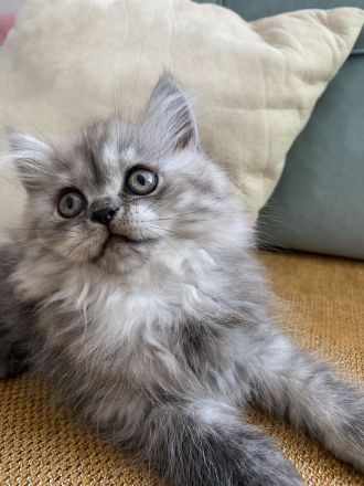 Süßer männlicher grauer Perserkater