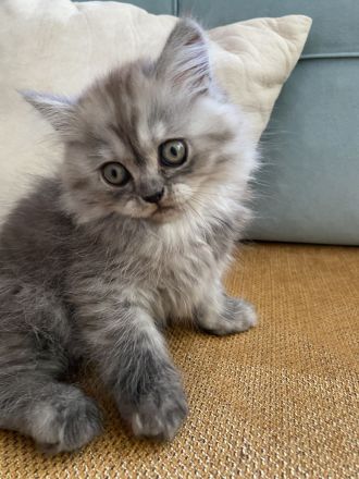 Süßer männlicher grauer Perserkater