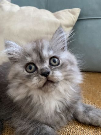 Süßer männlicher grauer Perserkater