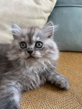 Süßer männlicher grauer Perserkater