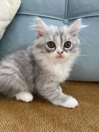 Süße weiße Perserkater