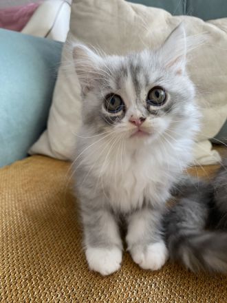 Süße weiße Perserkater