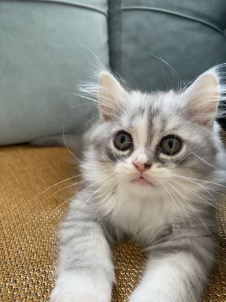 Süße weiße Perserkater