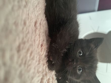 Britisch kurzhaar kitten