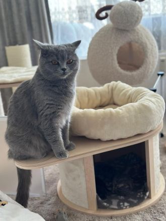 Britisch kurzhaar kitten