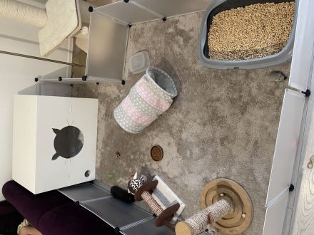 Britisch kurzhaar kitten