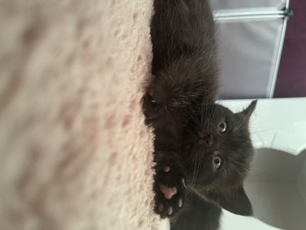 Britisch kurzhaar kitten