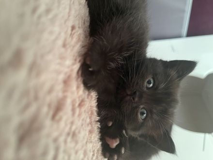 Britisch kurzhaar kitten