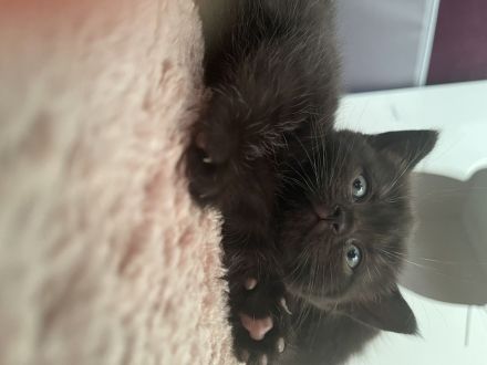 Britisch kurzhaar kitten