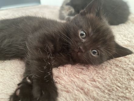 Britisch kurzhaar kitten