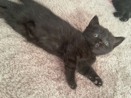 Britisch kurzhaar kitten