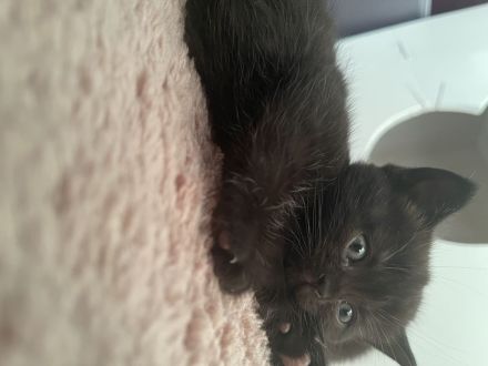 Britisch kurzhaar kitten