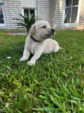 Labrador Welpen schwarz, braun und beige