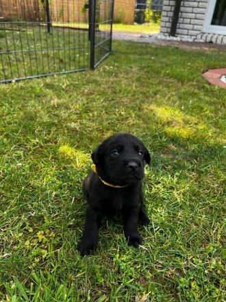 Labrador Welpen schwarz, braun und beige