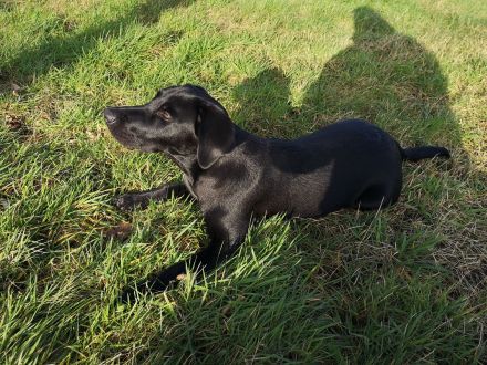 Labrador Welpen schwarz, braun und beige