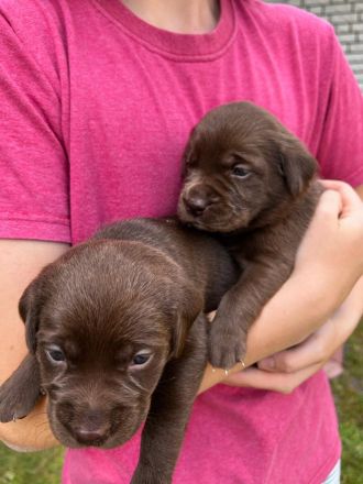 Labrador Welpen schwarz, braun und beige