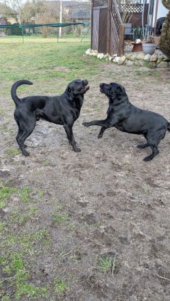 Labrador Welpen schwarz, braun und beige
