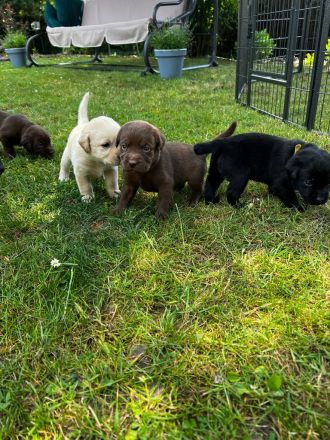 Labrador Welpen schwarz, braun und beige