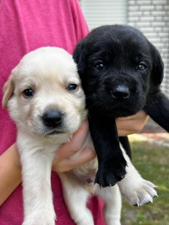 Labrador Welpen schwarz, braun und beige